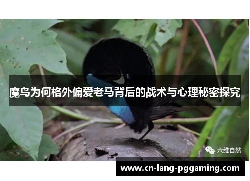 魔鸟为何格外偏爱老马背后的战术与心理秘密探究